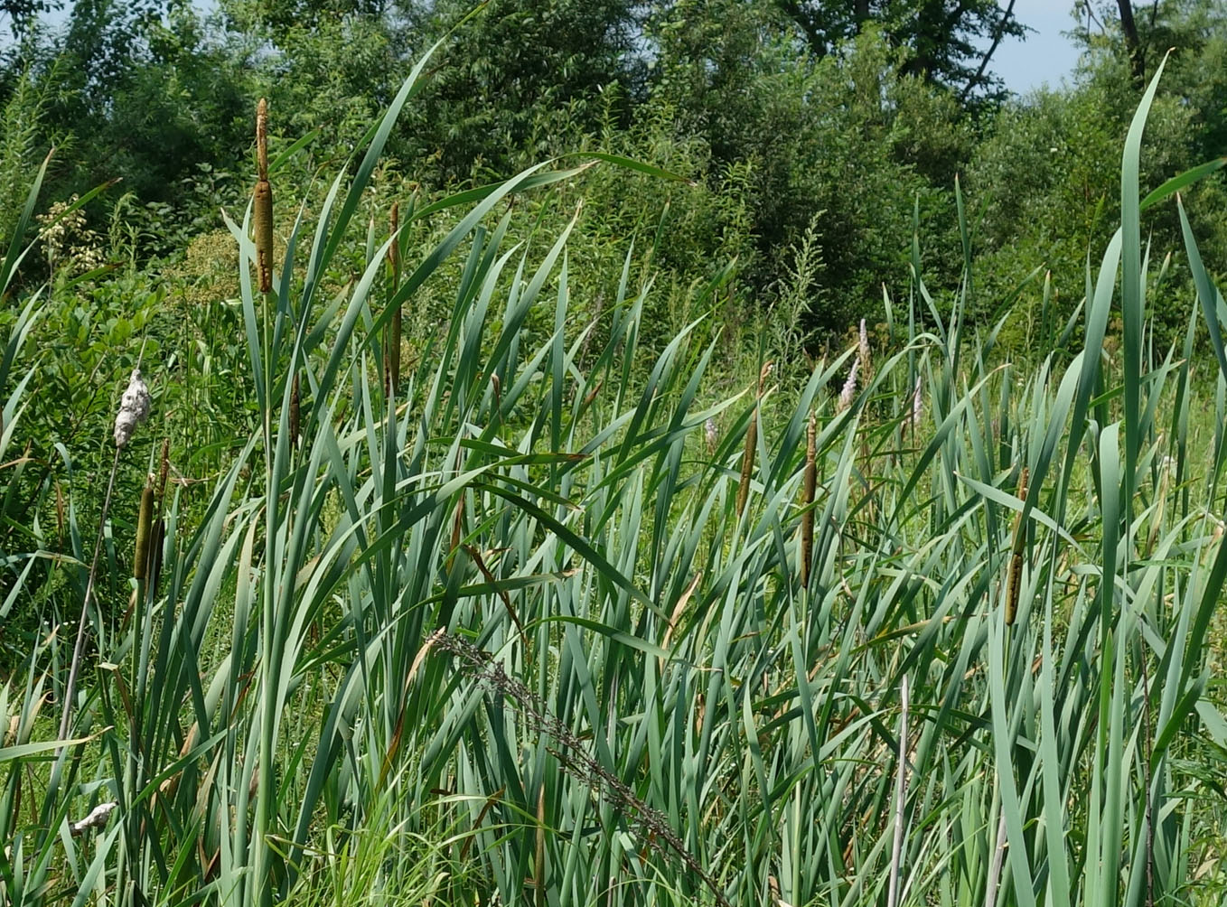 Изображение особи Typha latifolia.