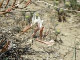 Astragalus pseudotataricus