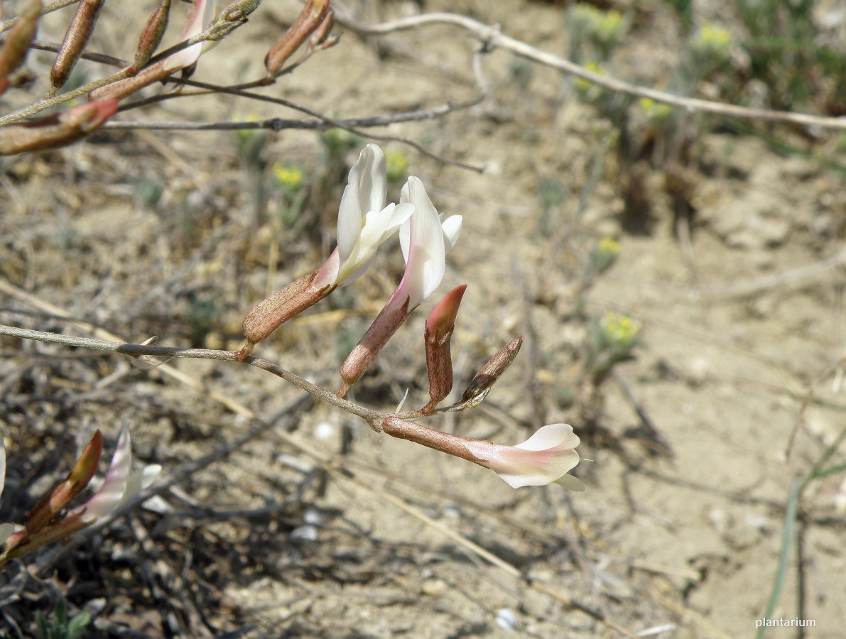 Изображение особи Astragalus pseudotataricus.