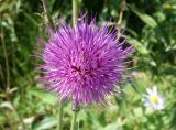 Cirsium maackii. Соцветие. Приморский край, окр. пос. Михайловка, разнотравный луг. 29.08.2019.