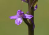Gymnadenia conopsea. Цветок. Испания, Каталония, пров. Жирона, комарка Сельва, муниципалитет Сускеда, окр. деревни Сант-Марти-Сакальм, 835 м н.у.м., луг. 23.05.2020.