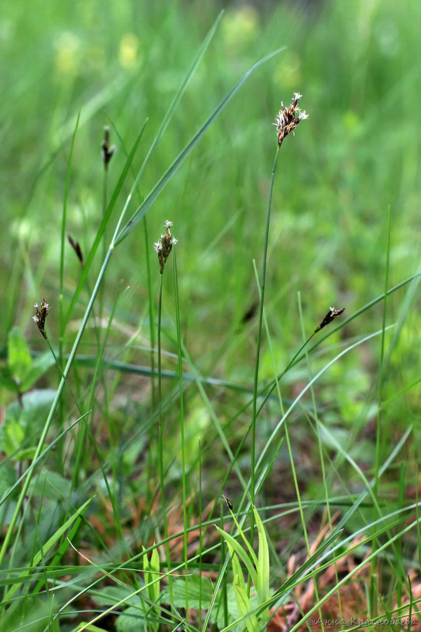 Изображение особи Carex praecox.