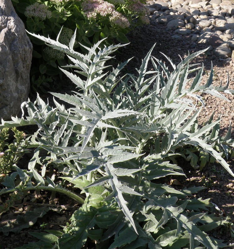Image of genus Cynara specimen.