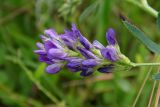 Medicago sativa. Соцветие. Республика Адыгея, г. Майкоп, восточная окраина, у мусульманского кладбища, редко используемая автомобильная колея на лугу. 13.06.2020.