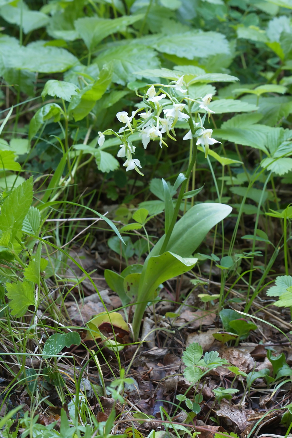 Изображение особи Platanthera bifolia.