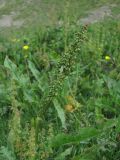 Rumex longifolius