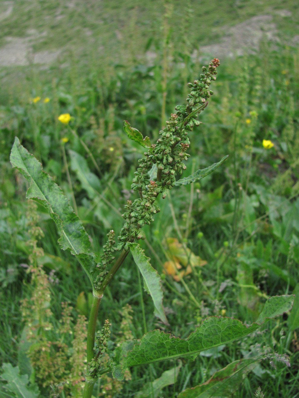 Изображение особи Rumex longifolius.