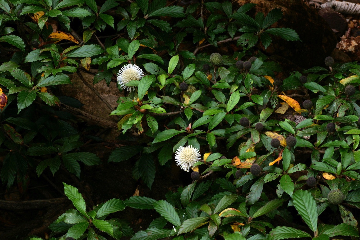 Изображение особи Myrmeconauclea strigosa.