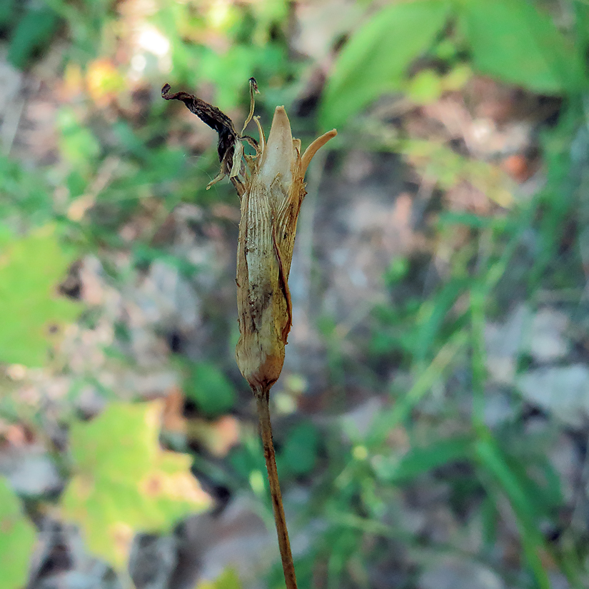 Image of Dianthus fischeri specimen.