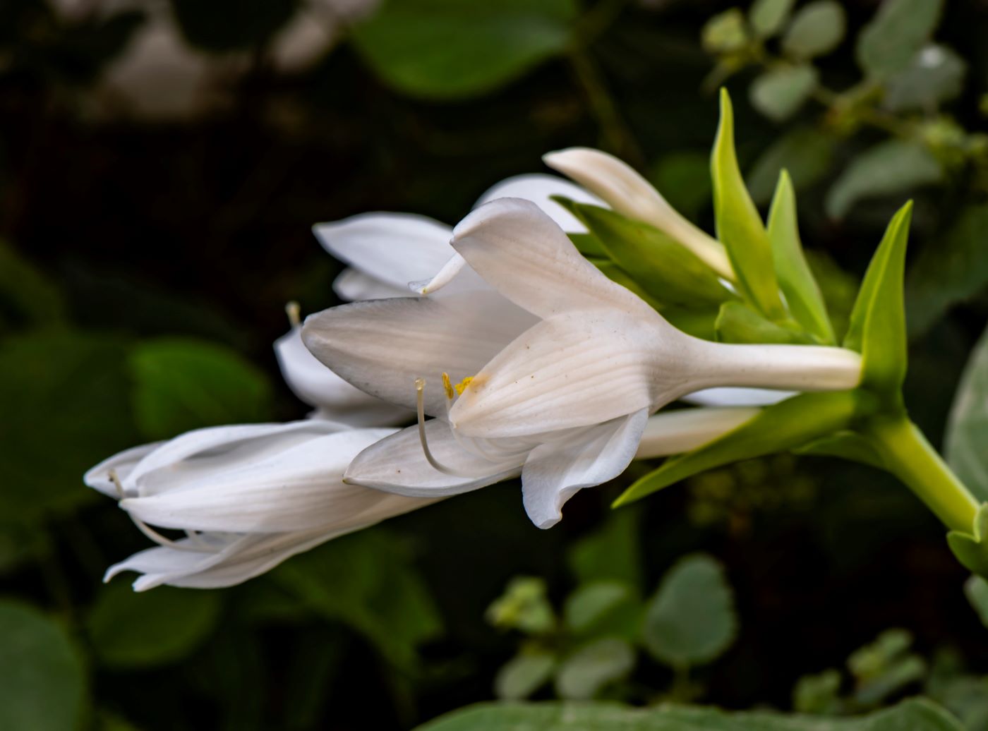 Image of Hosta plantaginea specimen.