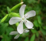 Saponaria officinalis