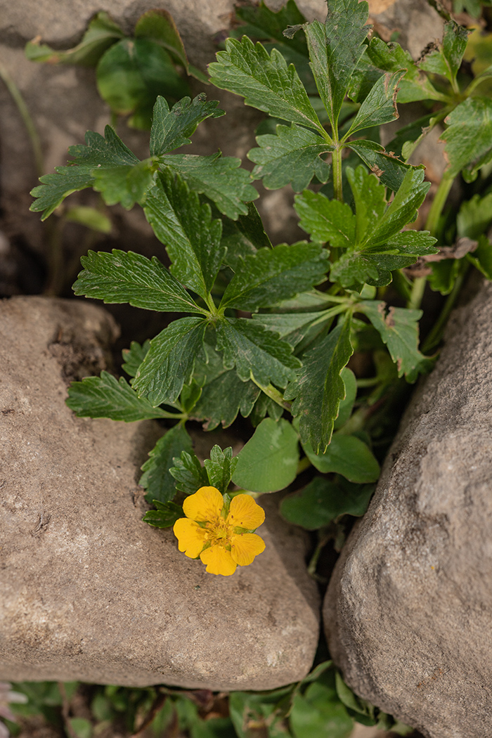 Image of Potentilla nordmanniana specimen.