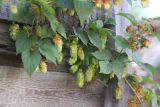 Humulus lupulus. Побеги с соплодиями. Костромская обл., деревня Тодино, около заброшенного дома. 27 августа 2020 г.