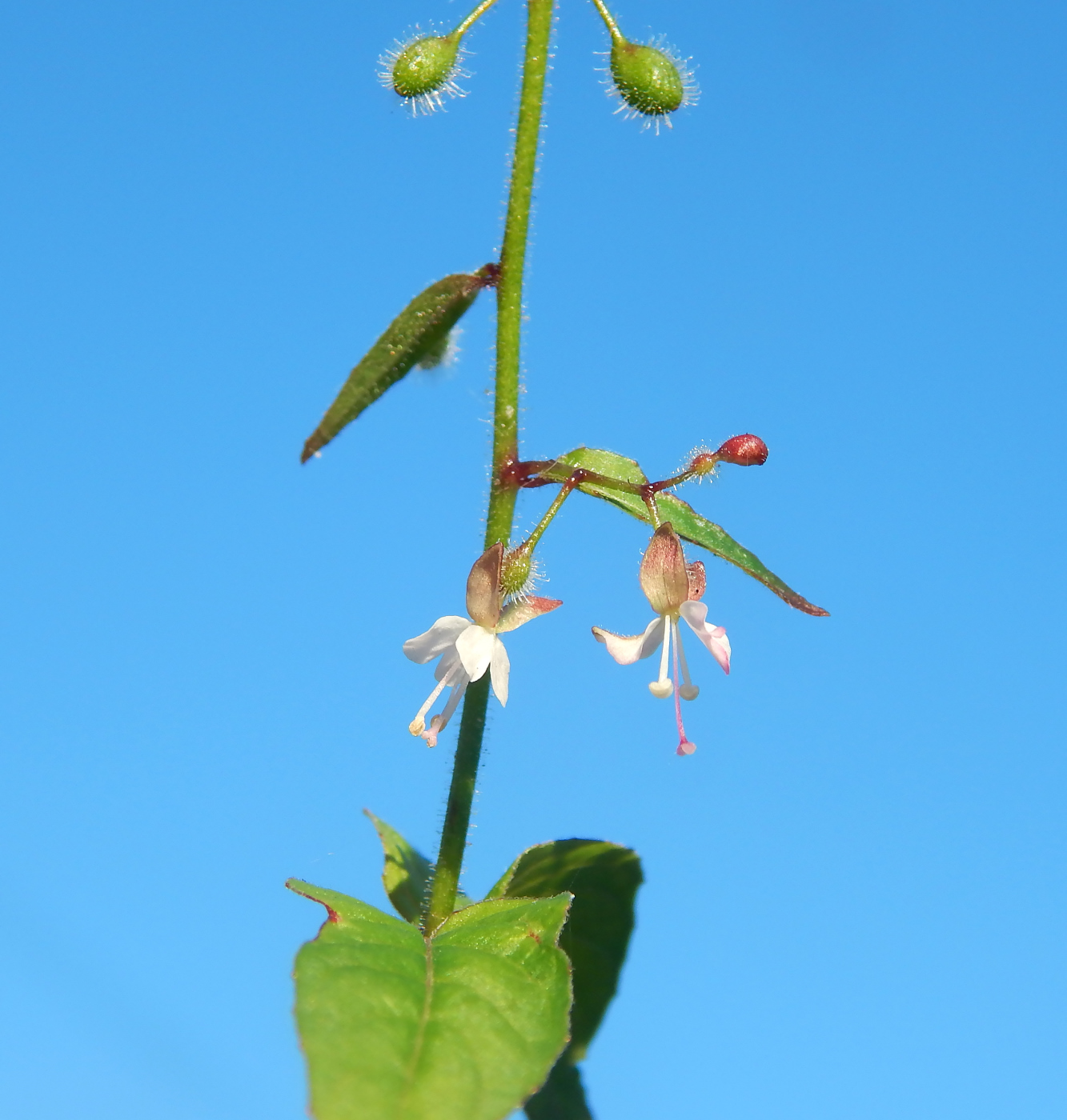 Image of Circaea lutetiana specimen.