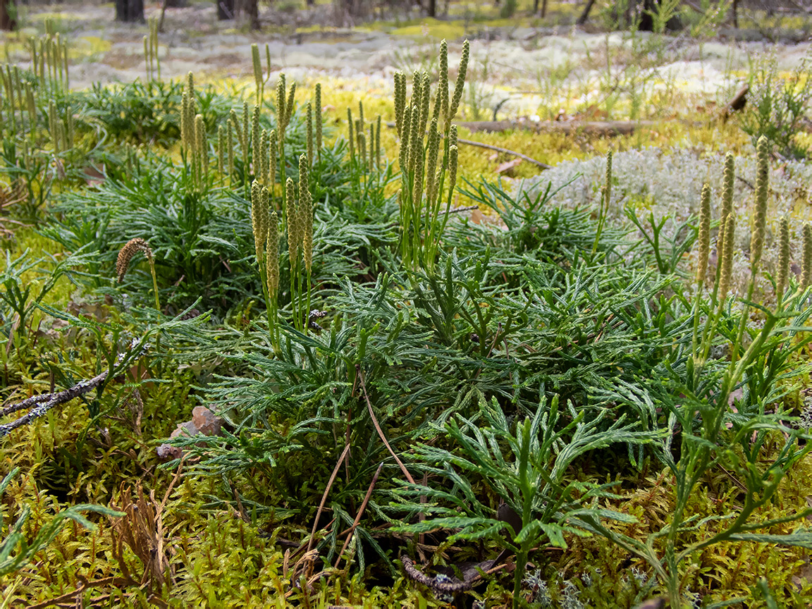 Image of Diphasiastrum complanatum specimen.