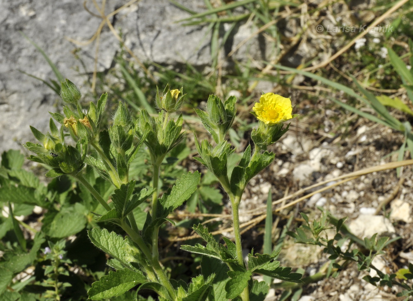 Image of genus Potentilla specimen.