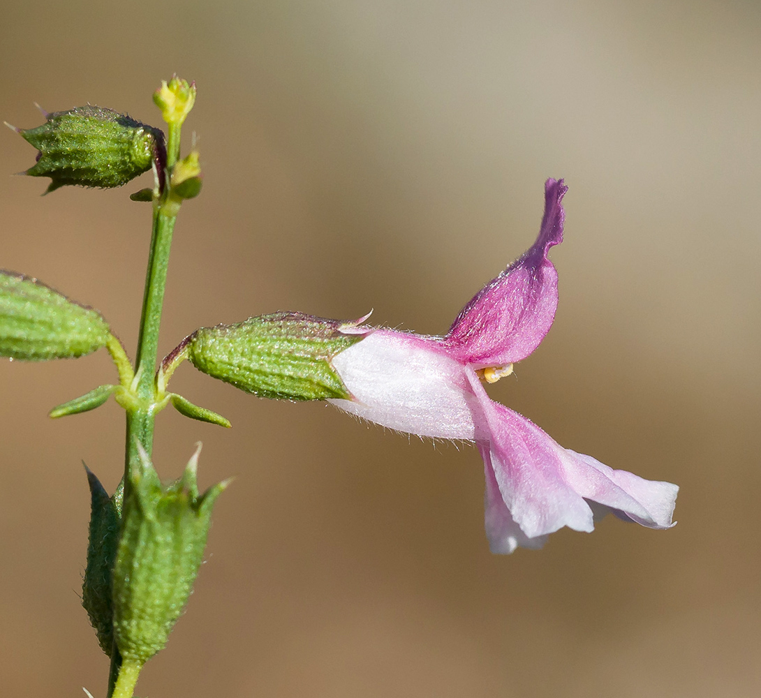 Изображение особи Stachys angustifolia.