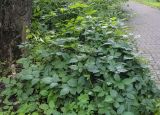 Rubus sanctus