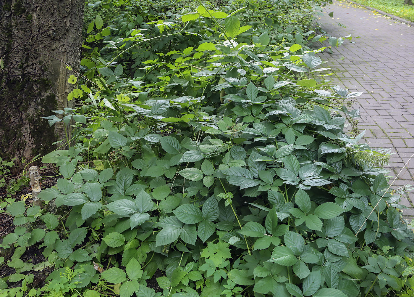 Image of Rubus sanctus specimen.