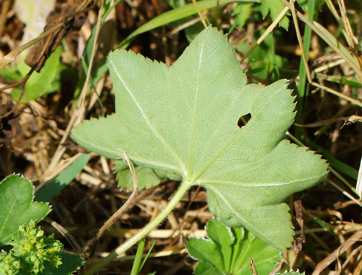 Изображение особи род Alchemilla.