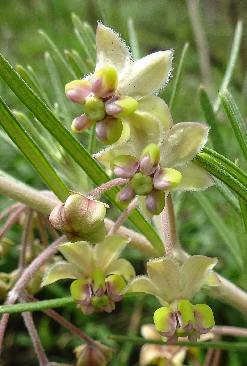 Изображение особи Gomphocarpus fruticosus.