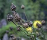 Centaurea orientalis. Соплодия. Санкт-Петербург, Ботанический сад БИН РАН, альпийская горка, в культуре. 09.09.2020.