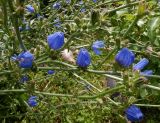 Cichorium intybus