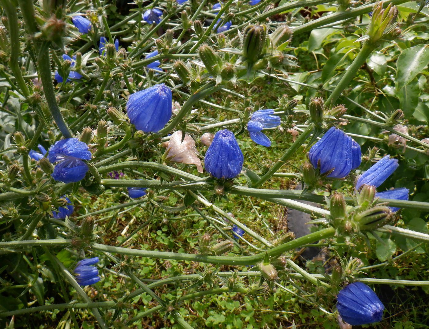 Image of Cichorium intybus specimen.