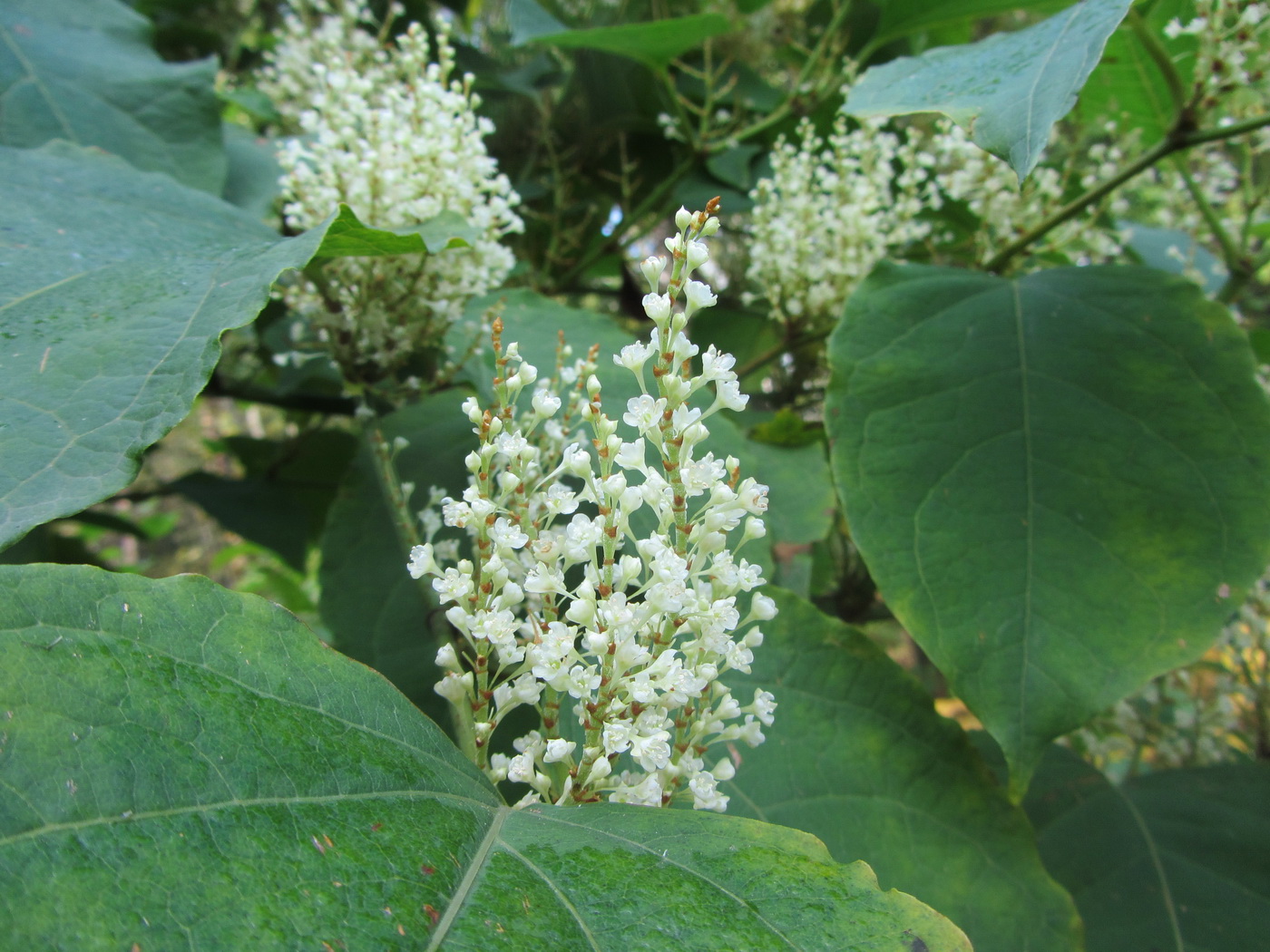 Image of Reynoutria japonica specimen.