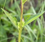 Campanula glomerata