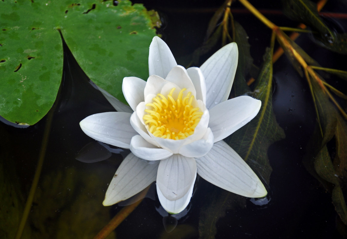 Image of Nymphaea candida specimen.