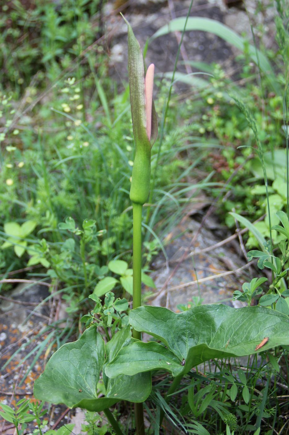 Image of Arum korolkowii specimen.