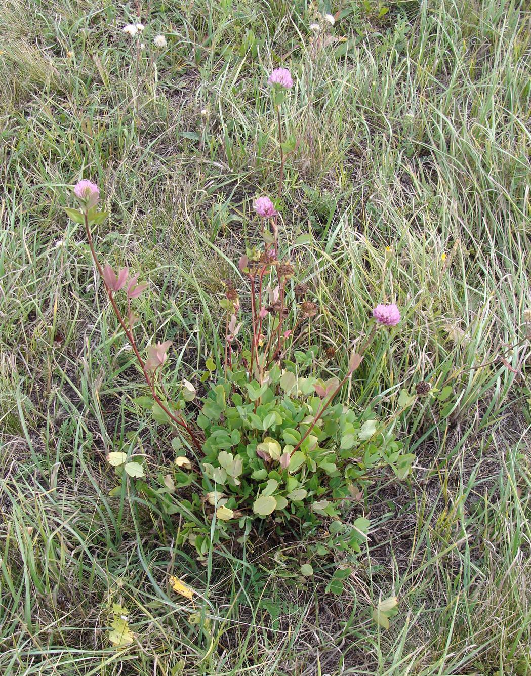 Изображение особи Trifolium pratense.