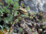 Aquilegia tuvinica