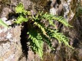 Polypodium vulgare. Растения на скальном обнажении. Свердловская обл., окр. г. Североуральск, скалы Три Брата. 20.05.2010.