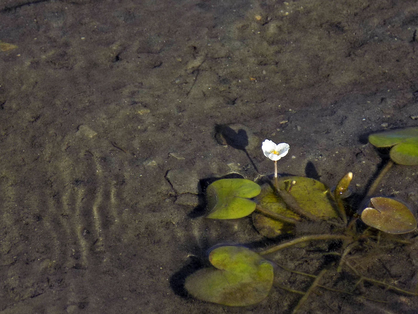 Image of Hydrocharis morsus-ranae specimen.