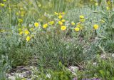 Potentilla taurica. Цветущее растение. Краснодарский край, м/о г. Новороссийск, окр. пос. Верхнебаканский, гора Раевская, задернованное скальное обнажение. 18.05.2019.