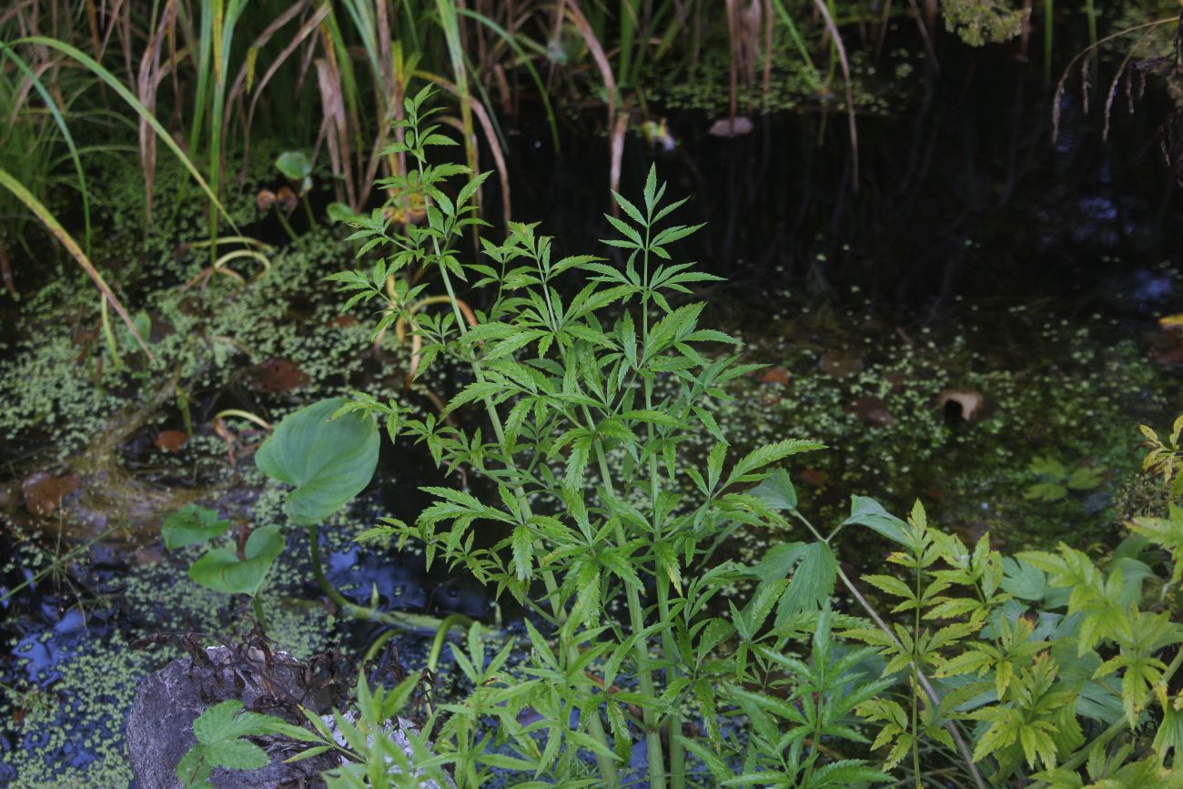 Image of Cicuta virosa specimen.