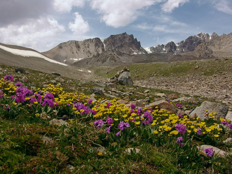 Изображение особи Primula turkestanica.