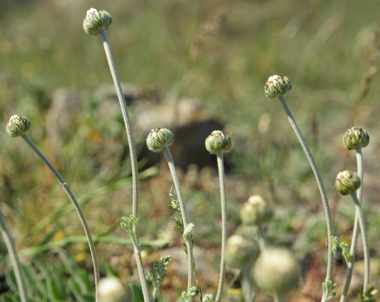 Image of Anthemis sterilis specimen.