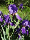 Iris nyaradyana