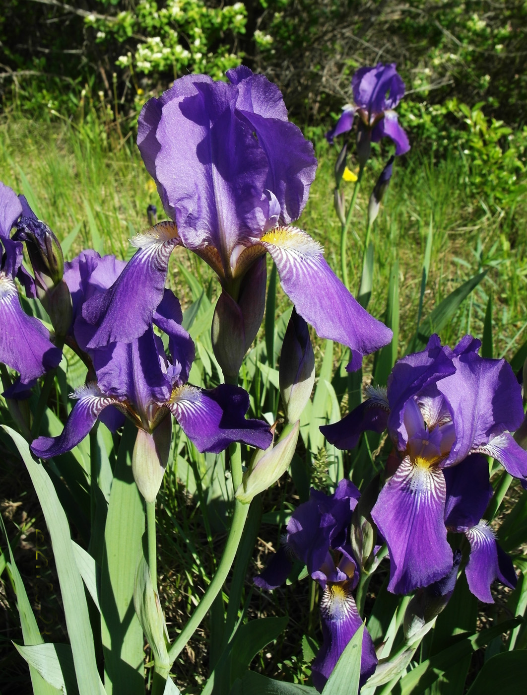 Image of Iris nyaradyana specimen.