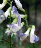 Vicia sylvatica. Цветки. Украина, Ивано-Франковская обл., Надворнянский р-н, с. Максимец, берег р. Быстрица Надворнянская. 28 августа 2010 г.