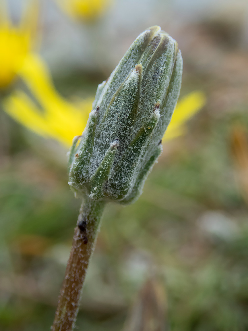 Image of Scorzonera cana specimen.