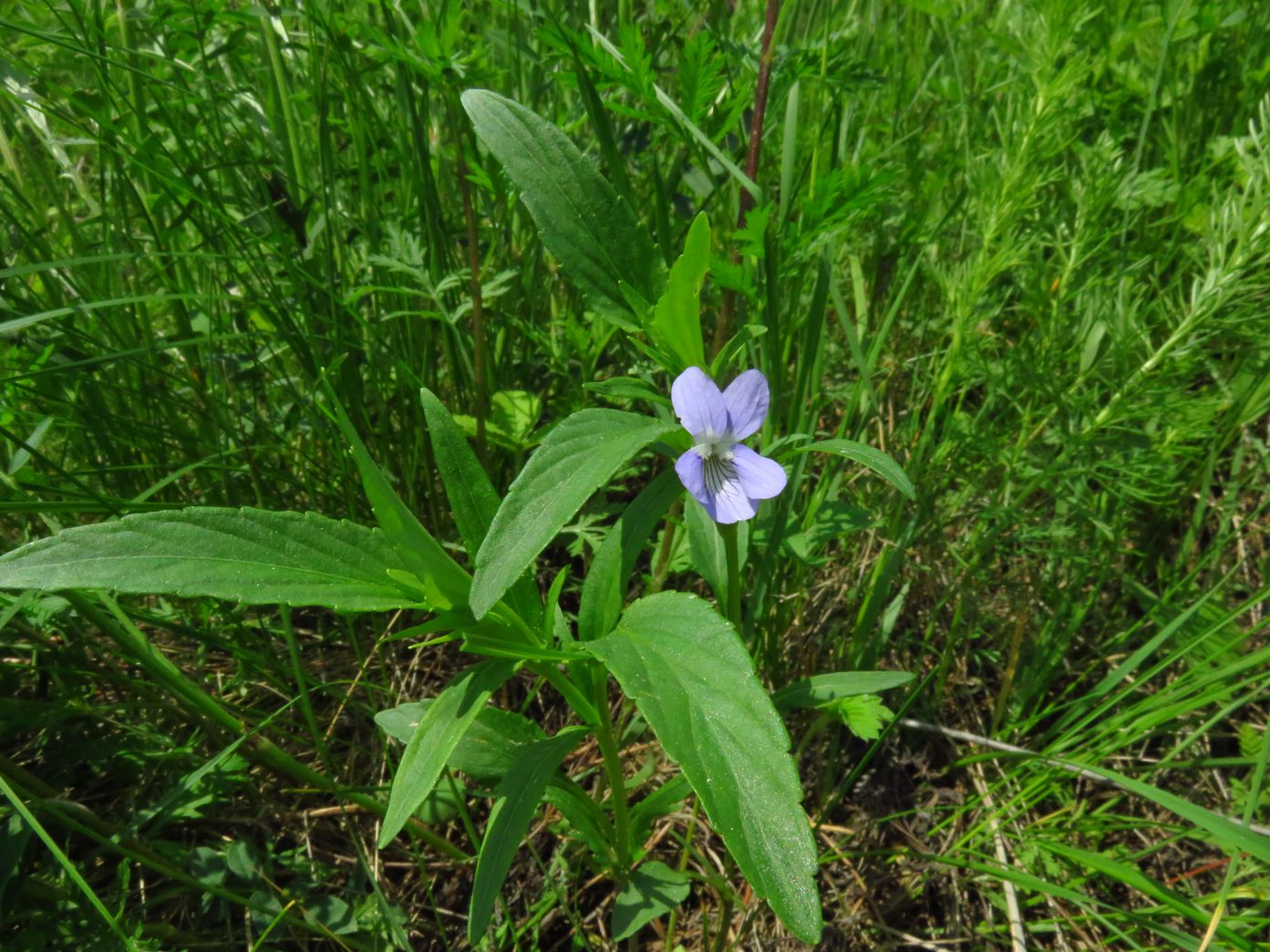 Изображение особи Viola pumila.