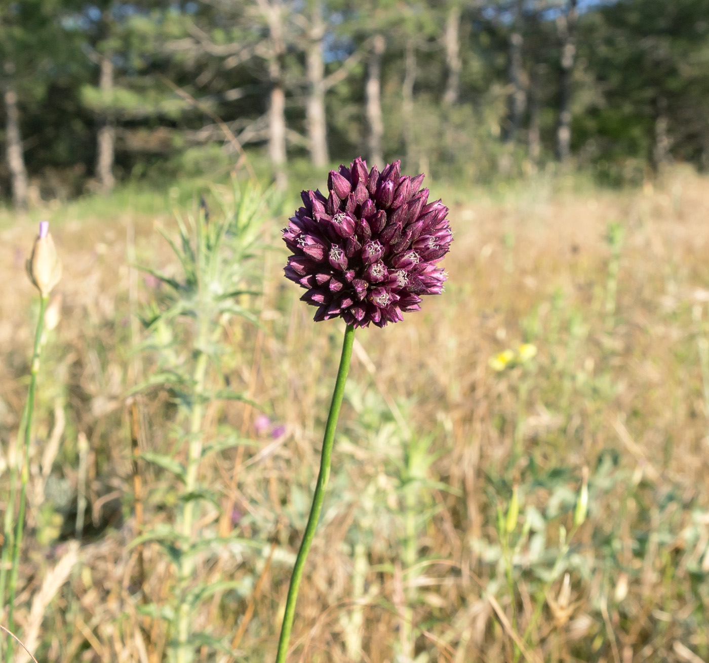 Изображение особи Allium rotundum.