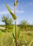genus Verbascum. Часть побега. Краснодарский край, Крымский р-н, окр. станицы Неберджаевская, ур. Темрючки, дно заброшенного карьера, на обломках мергеля. 14.06.2021.