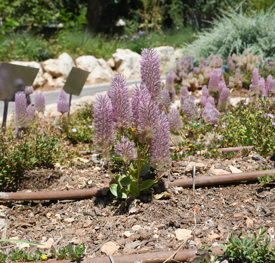 Изображение особи Ptilotus exaltatus.