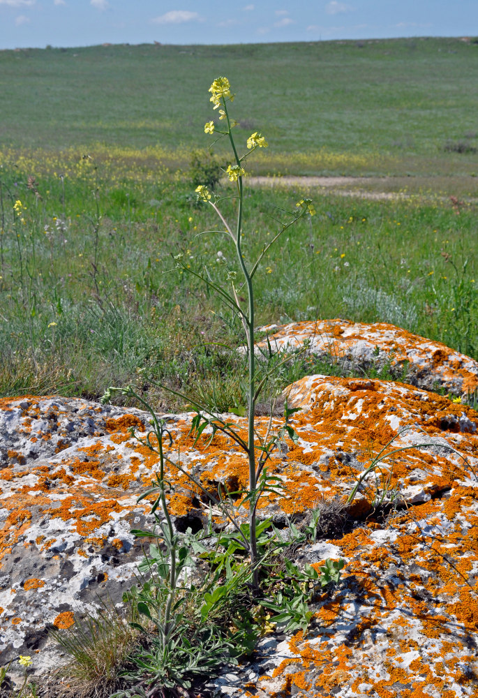 Image of Sisymbrium orientale specimen.