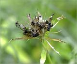 Dianthus barbatus